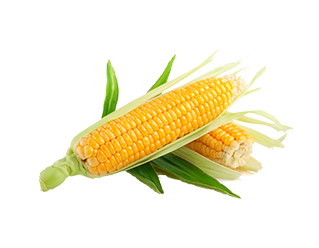 corn corn